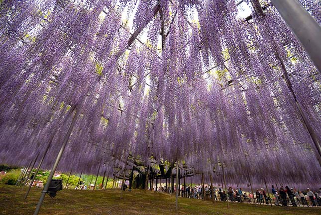 Ashikaga virágpark