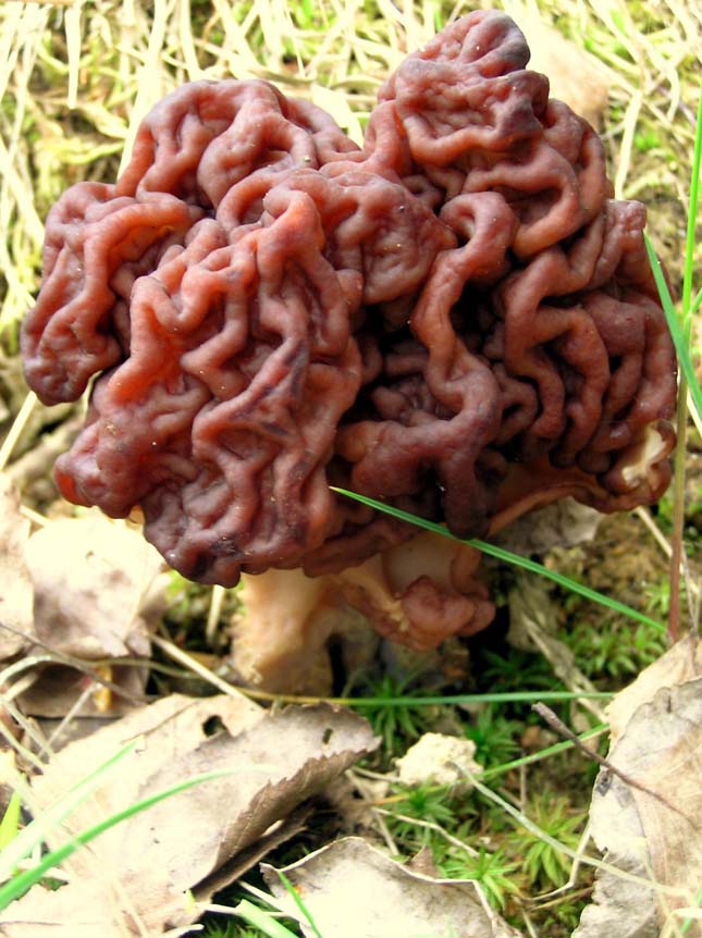 Gyromitra esculenta (Hamis kucsmagomba)