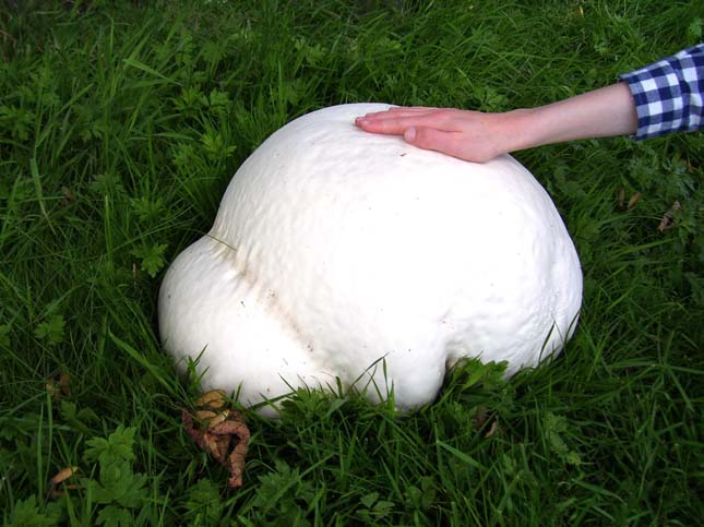 Calvatia gigantea (Óriáspöfeteg)