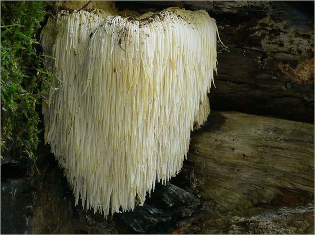 Hericium Erinaceus (Oroszlánsörény gomba vagy süngomba)