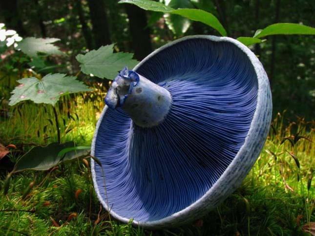 Lactarius indigó (Indigó tejelőgomba)