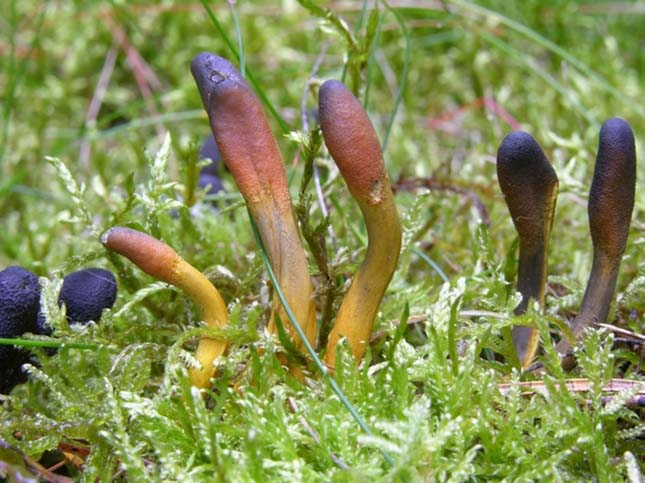 Cordyceps ophioglossoides