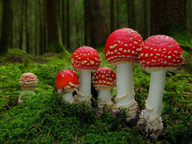 Amanita muscaria (Légyölő galóca)