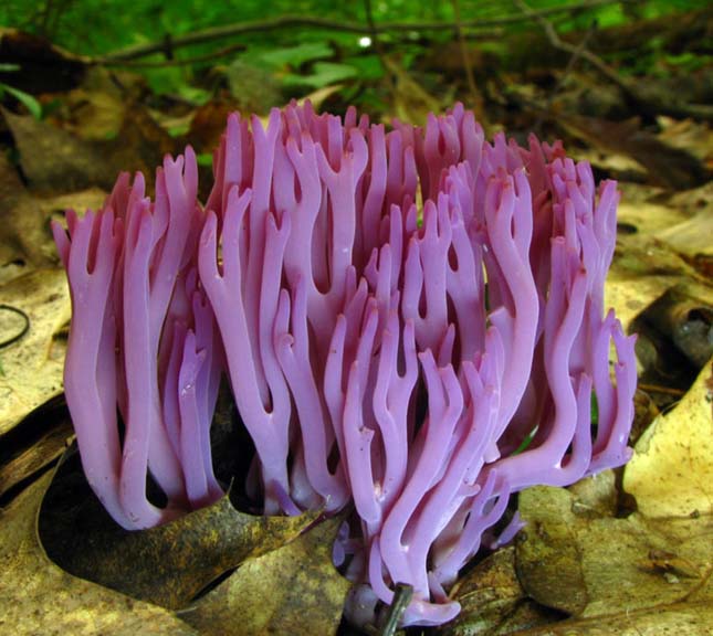 Clavaria (Gyepkorallgomba)