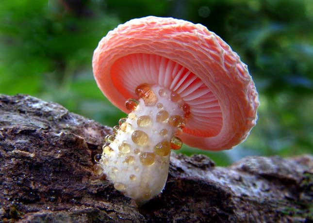 Rhodotus palmatus (Tönkös kacskagomba)