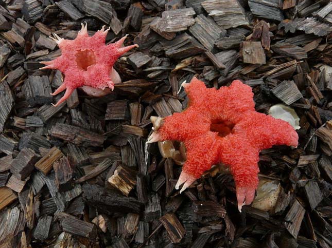 Aseroe rubra (Tengeri csillag gomba)a