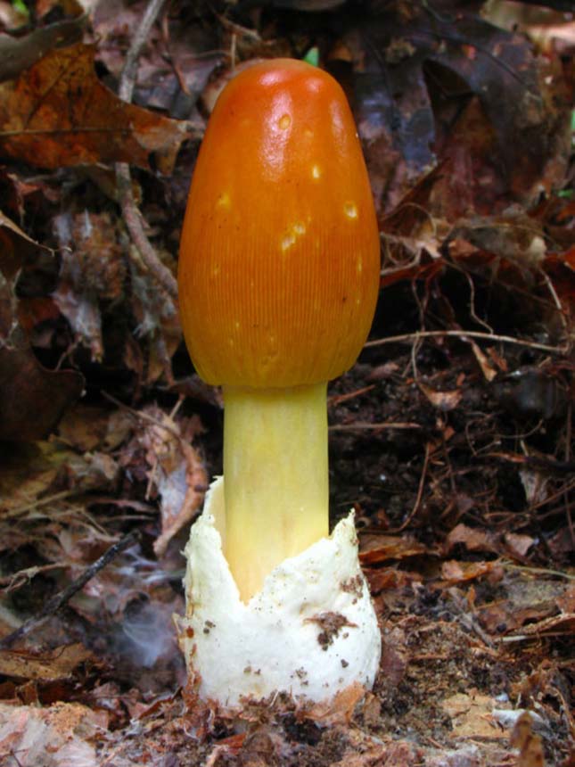 Amanita caesarea (Császárgomba)