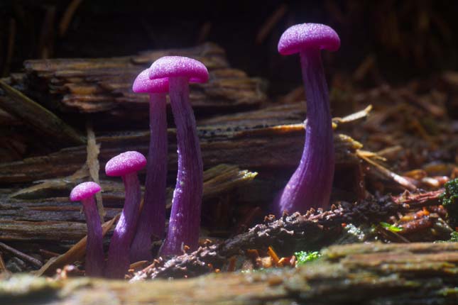 Laccaria amethystina (Ametiszt csaló gomba)