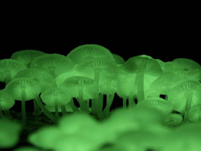 Mycena chlorophos