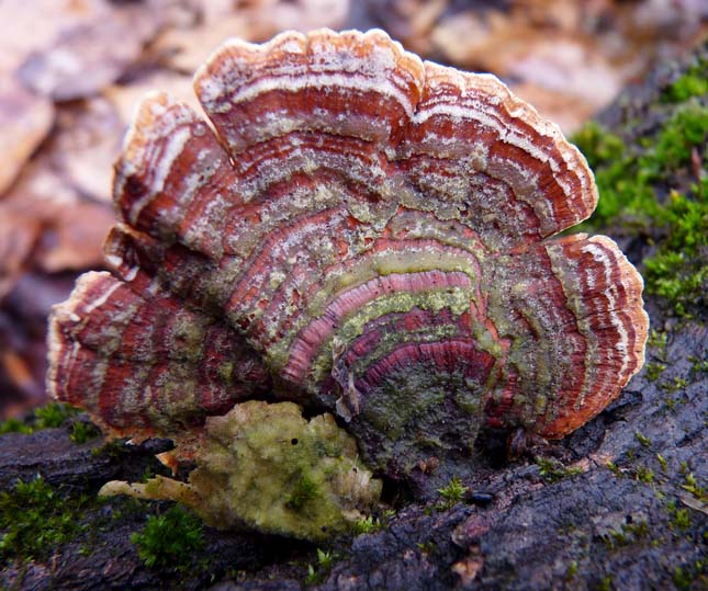 Coriolus versicolor (Lepketapló)