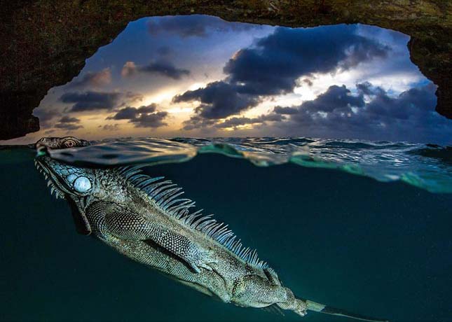 National Geographic fotópályázat 2014