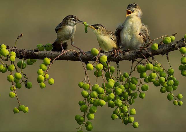 >National Geographic fotópályázat 2014