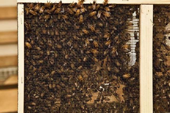 3d nyomtatás méhekkel