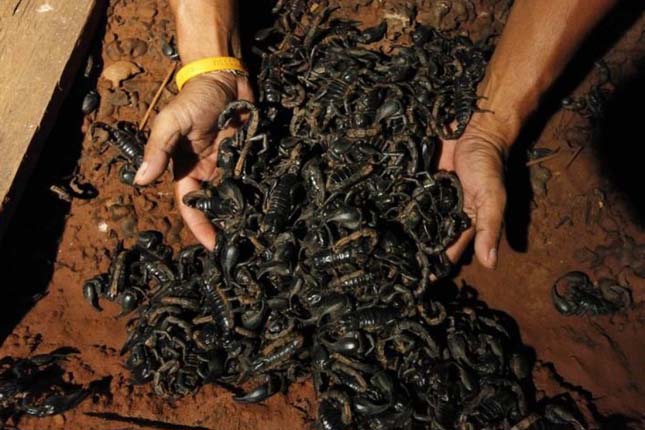 4600 skorpióval él együtt egy thaiföldi férfi