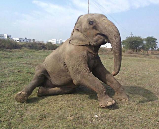 Kiszabadított elefánt
