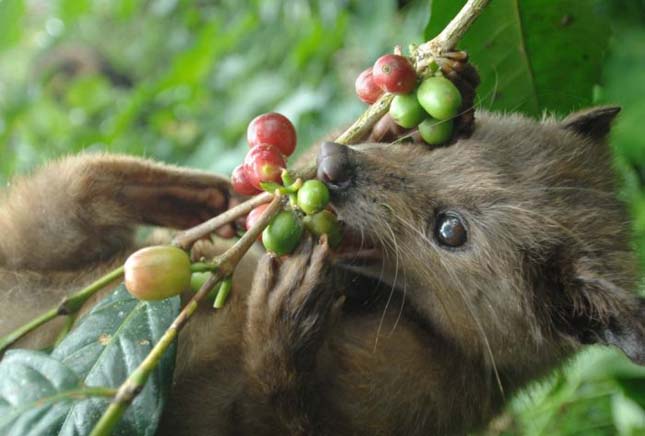 A világ legdrágább kávéja - Kopi Luwak