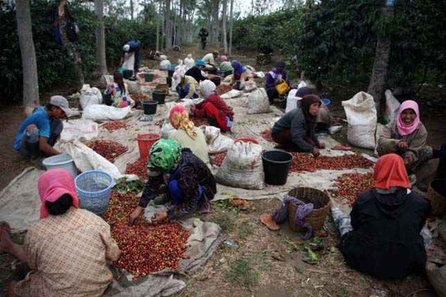 A világ legdrágább kávéja - Kopi Luwak