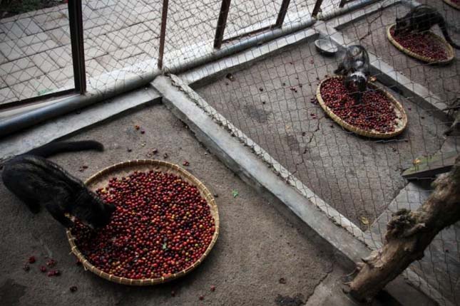 A világ legdrágább kávéja - Kopi Luwak