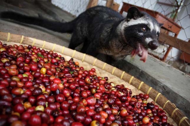 A világ legdrágább kávéja - Kopi Luwak