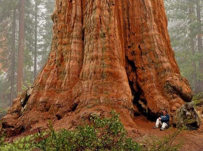 Sherman tábornok fája, a legnagyobb fa a világon