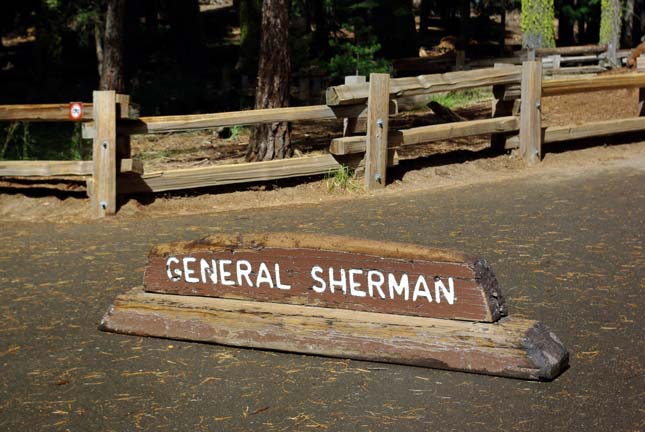 Sherman tábornok fája, a legnagyobb fa a világon