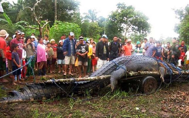 Lolong, a világ legnagyobb krokodilja