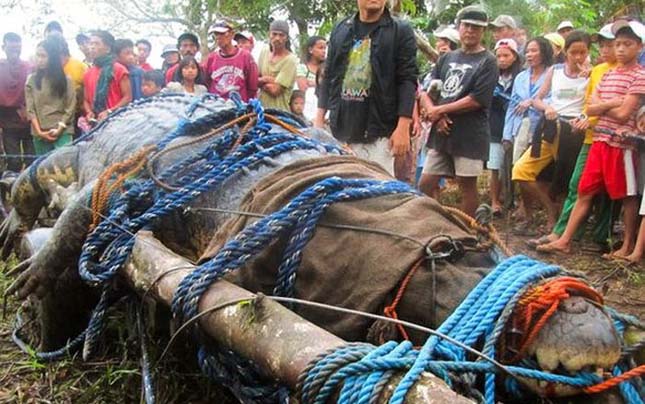 Lolong, a világ legnagyobb krokodilja