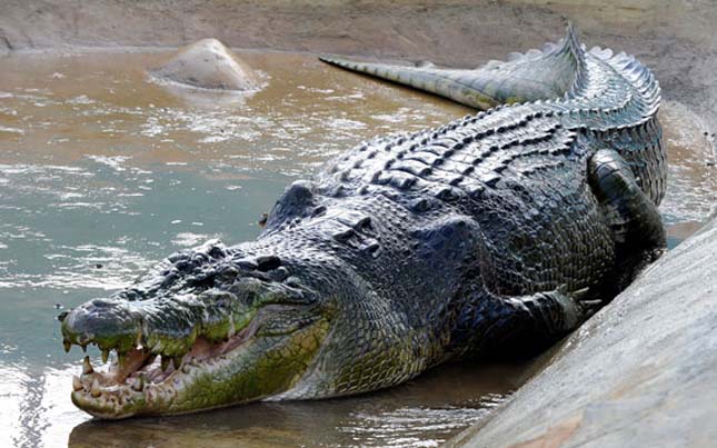Lolong, a világ legnagyobb krokodilja