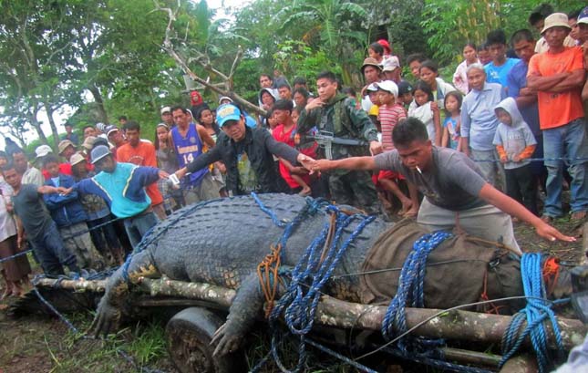 Lolong, a világ legnagyobb krokodilja