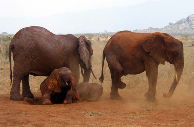 Kelet Tsavo Nemzeti Park, Kenya