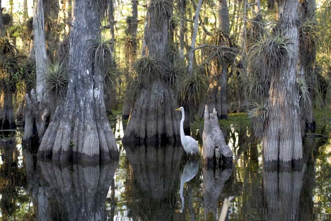 Everglades Nemzeti Park, Florida, Egyesült Államok