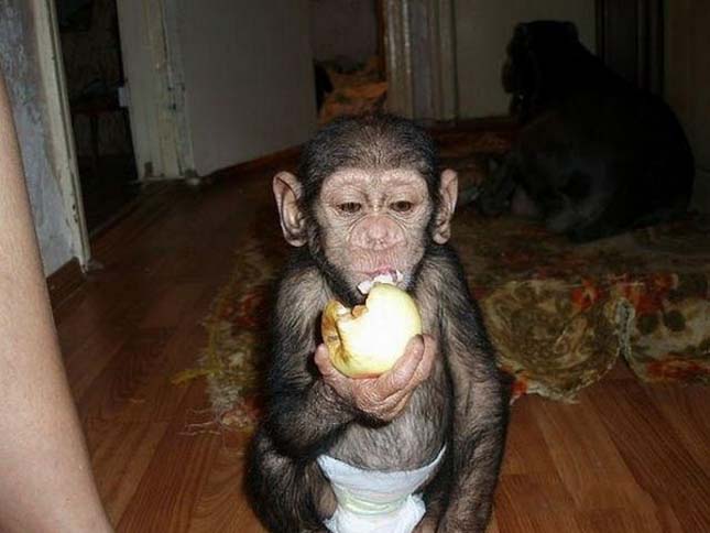 Masztiff kutya fogadott örökbe egy csimpánzkölyköt
