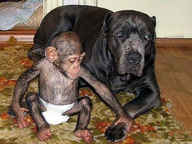 Masztiff kutya fogadott örökbe egy csimpánzkölyköt