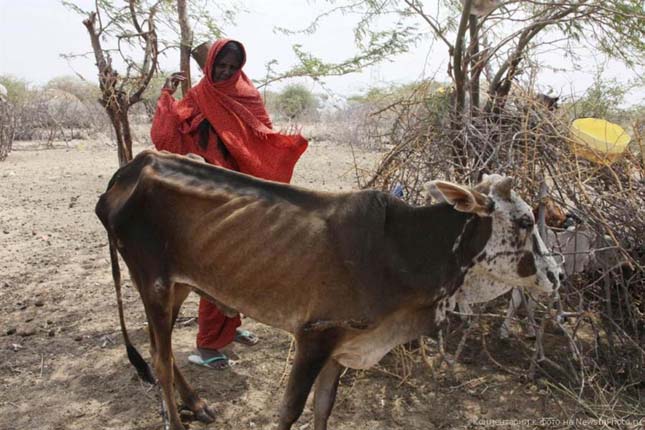 Éhezés Afrikában