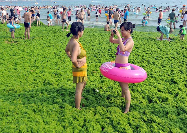 Alga invázió Kínában