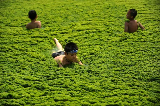 Alga invázió Kínában