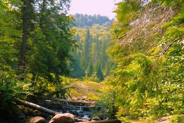 A kanadai Algonquin Provincial Park