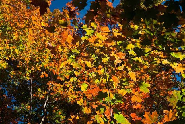 A kanadai Algonquin Provincial Park