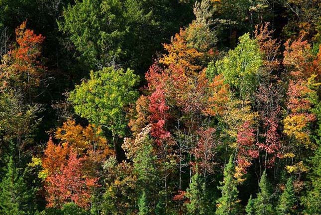 A kanadai Algonquin Provincial Park