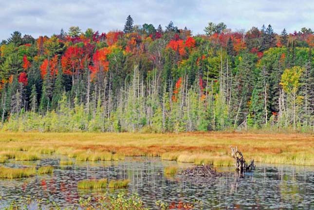 A kanadai Algonquin Provincial Park