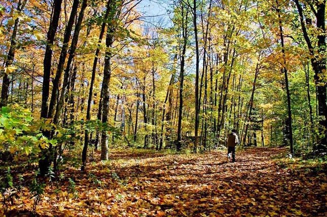 A kanadai Algonquin Provincial Park