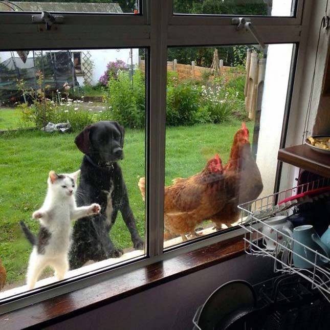 Állatok, akik mindenáron be akarnak jutni a házba