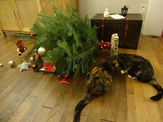 Állatok a karácsony ellen