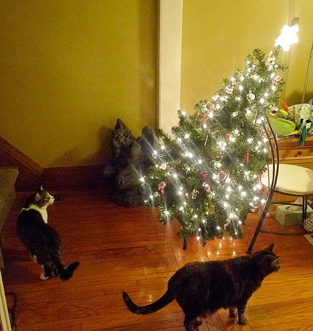 Állatok a karácsony ellen