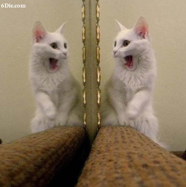 Állatok reakciója a tükörképükre