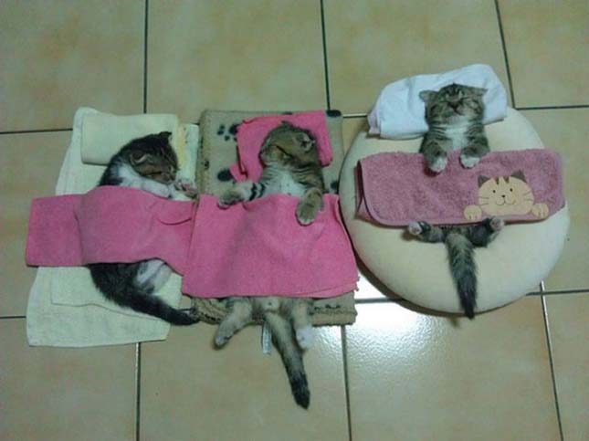 Alvó macskák