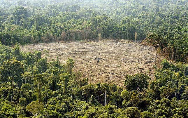 Amazonasi erdőirtás