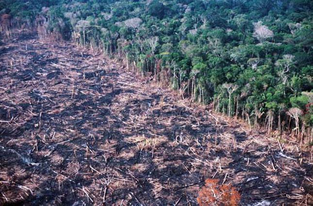 Amazonasi erdőirtás