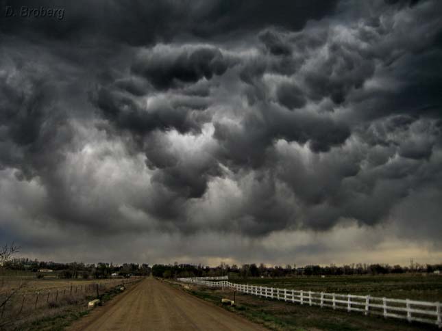 Undulatus asperatus