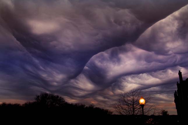 Undulatus asperatus